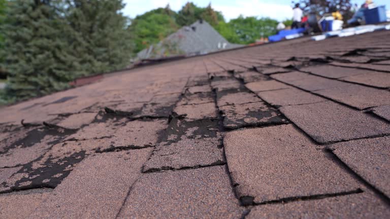 Best Asphalt Shingle Roofing  in Melvindale, MI